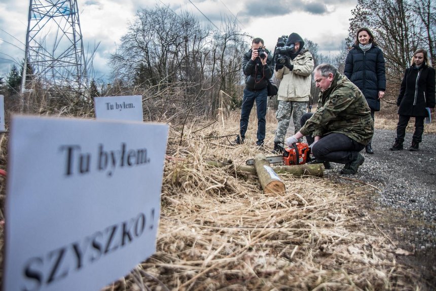 Wycinka drzew przy zbiegu ulic Warszawskiej i Tęczowej Witold Ancerowicz, UMŁ