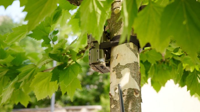 Nowe fotopułapki Straży Miejskiej Nowe fotopułapki Straży Miejskiej