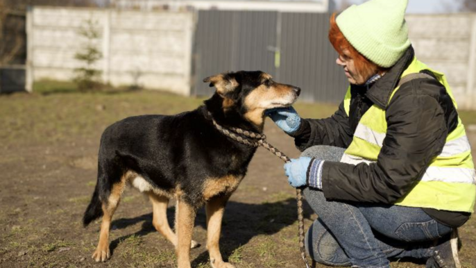 Max https://schronisko-lodz.pl/index.php?p=adopcje_v2&a=view_details&id=30457 Max https://schronisko-lodz.pl/index.php?p=adopcje_v2&a=view_details&id=30457