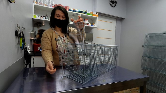 Pułapki do wyłapywania kotów wolnożyjących Pułapki do wyłapywania kotów wolnożyjących
