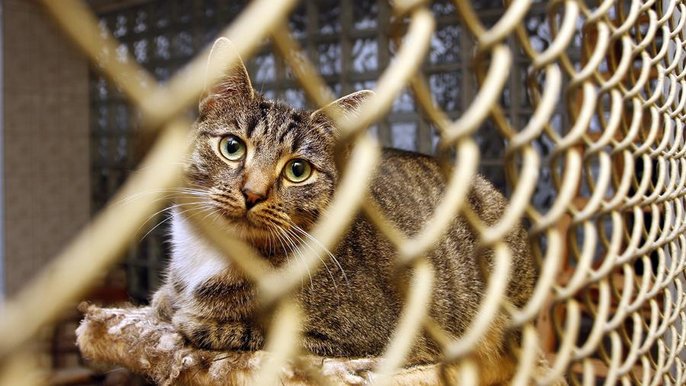 Od 18 maja będzie można znów adoptować zwierzę z łódzkiego Schroniska dla Zwierząt. - fot. Archiwum UMŁ