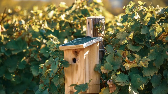 M.in. budki dla ptaków pojawią się na łódzkich ulicach, zieleńcach i skwerach - fot. CC0 license