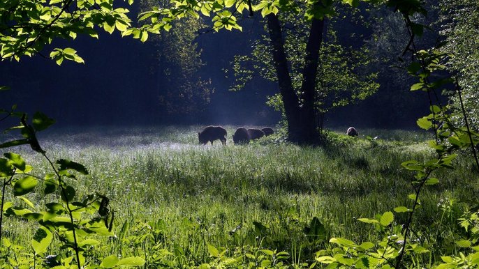 Łąka Opadówka - fot. Archiwum